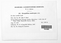 Phragmidium montivagum image